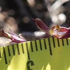 Acianthus exsertus at Boolijah, NSW - suppressed