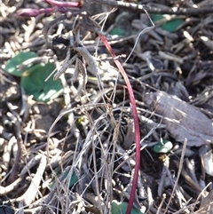 Acianthus exsertus at Boolijah, NSW - suppressed