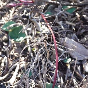 Acianthus exsertus at Boolijah, NSW - suppressed