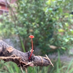 Cruentomycena viscidocruenta at Birrong, NSW - 30 Mar 2025 01:18 PM