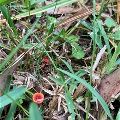 Cruentomycena viscidocruenta at Birrong, NSW - 30 Mar 2025 01:18 PM