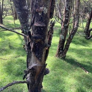 Phellinus sp. (non-resupinate) at Majors Creek, NSW - 13 Apr 2025 02:00 PM