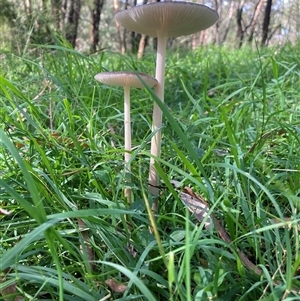 Oudemansiella gigaspora group (Rooting Shank) at Majors Creek, NSW - 13 Apr 2025 by JTran