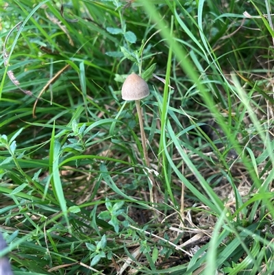 Mycena sp. at Majors Creek, NSW - 13 Apr 2025 by JTran