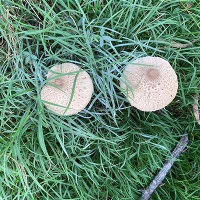 Chlorophyllum/Macrolepiota sp. (genus) at Majors Creek, NSW - 13 Apr 2025 by JTran