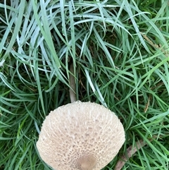 Macrolepiota clelandii at Majors Creek, NSW - 13 Apr 2025 01:52 PM