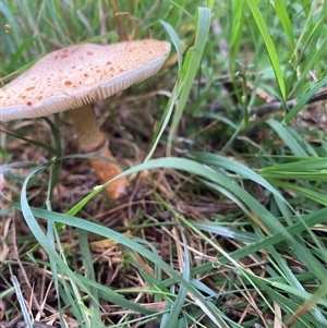 Lepiota s.l. at Majors Creek, NSW - 13 Apr 2025 by JTran