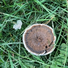 Sanguinoderma rude (Red-staining Stalked Polypore) at Majors Creek, NSW - 13 Apr 2025 by JTran