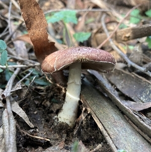 Agaricus sp. (Agaricus) at Majors Creek, NSW - 13 Apr 2025 by JTran