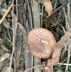 Agaricus sp. at Majors Creek, NSW - 13 Apr 2025 02:22 PM