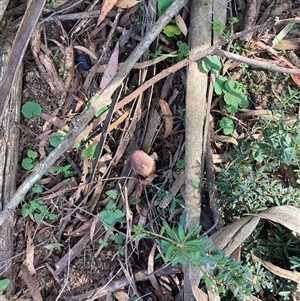 Agaricus sp. at Majors Creek, NSW - 13 Apr 2025 02:22 PM