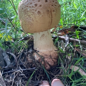 Amanita sp. at Majors Creek, NSW - 13 Apr 2025 by JTran