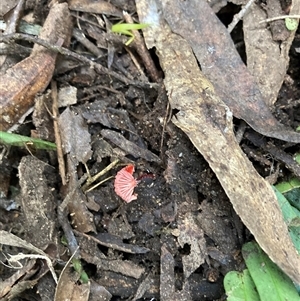 Cruentomycena viscidocruenta (Ruby Mycena) at Majors Creek, NSW - 13 Apr 2025 by JTran
