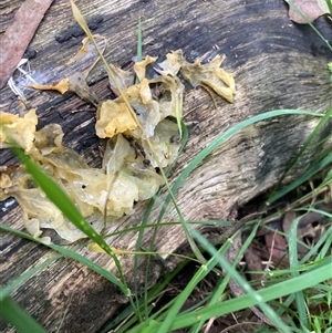 Unverified Jelly-like; smooth, featureless surface at Majors Creek, NSW - 13 Apr 2025 by JTran