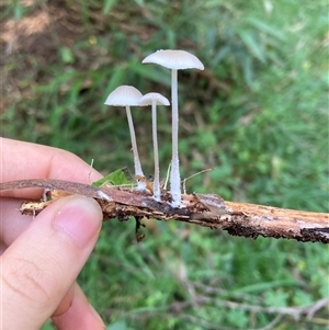 Mycena sp. (Mycena) at Majors Creek, NSW - 13 Apr 2025 by JTran