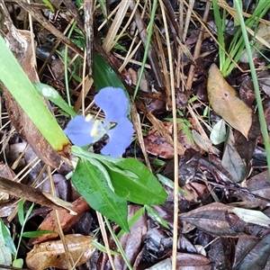 Commelina cyanea at Repton, NSW - 13 Apr 2025 09:43 AM