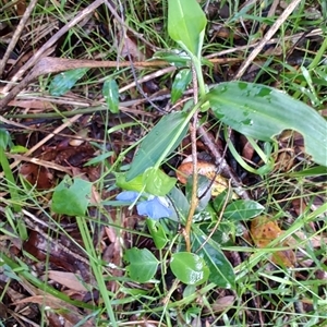Commelina cyanea at Repton, NSW - 13 Apr 2025 09:43 AM