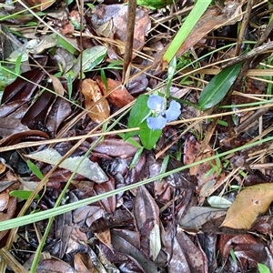 Commelina cyanea at Repton, NSW - 13 Apr 2025 09:43 AM