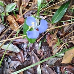 Commelina cyanea at Repton, NSW - 13 Apr 2025 09:43 AM
