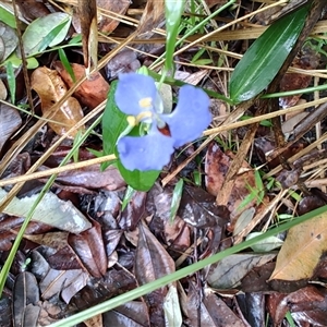 Commelina cyanea at Repton, NSW - 13 Apr 2025 09:43 AM