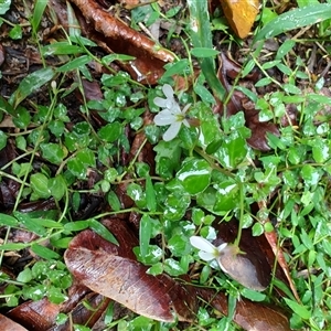 Lobelia purpurascens at Urunga, NSW - 13 Apr 2025 09:56 AM