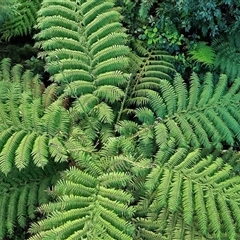 Cyathea australis subsp. australis at Coffs Harbour, NSW - 13 Apr 2025 by LyndalT
