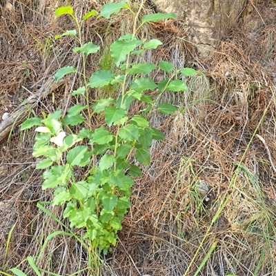 Unverified Other Shrub at Isaacs, ACT - Today by Mike