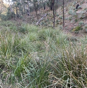 Unverified Grass at Lankeys Creek, NSW - 7 Apr 2025 by Flelflowers