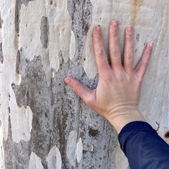 Eucalyptus rossii at Lankeys Creek, NSW - 5 Apr 2025 02:09 PM