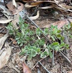 Hibbertia obtusifolia at Lankeys Creek, NSW - 5 Mar 2025 05:45 PM