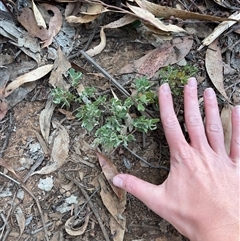 Hibbertia obtusifolia at Lankeys Creek, NSW - 5 Mar 2025 05:45 PM