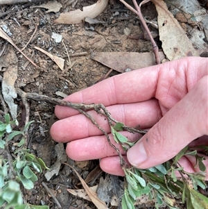 Hibbertia obtusifolia at Lankeys Creek, NSW - 5 Mar 2025 05:45 PM