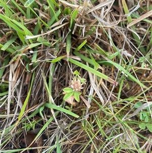Trifolium glomeratum (Clustered Clover) at Rendezvous Creek, ACT - 15 Nov 2024 by JamesVandersteen