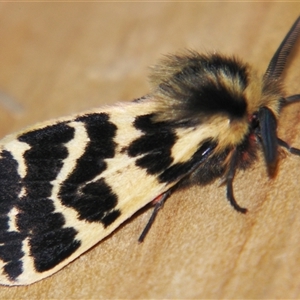 Ardices curvata at Bolivia, NSW - suppressed