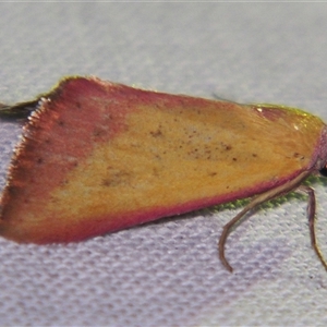 Phytometra laevis at Bolivia, NSW - suppressed