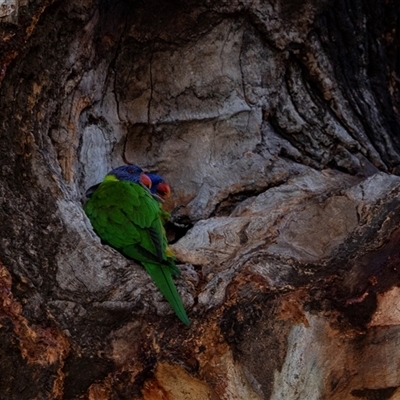Trichoglossus moluccanus (Rainbow Lorikeet) at Hawker, ACT - 13 Apr 2025 by AlisonMilton