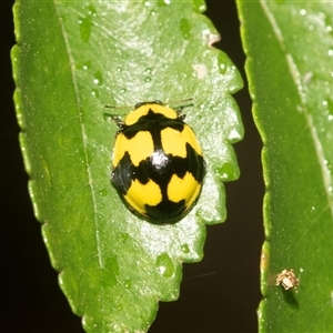Illeis galbula (Fungus-eating Ladybird) at Higgins, ACT - 13 Apr 2025 by AlisonMilton