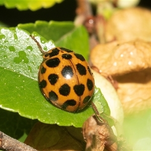 Harmonia conformis (Common Spotted Ladybird) at Higgins, ACT - 13 Apr 2025 by AlisonMilton