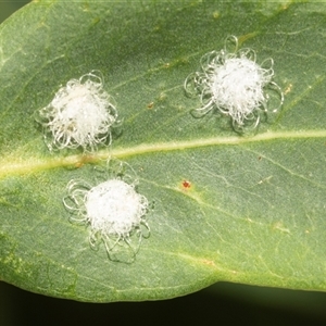 Glycaspis sp. (genus) (Unidentified sugary lerp) at Higgins, ACT - 13 Apr 2025 by AlisonMilton
