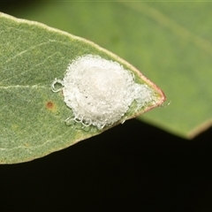 Glycaspis sp. (genus) at Higgins, ACT - 13 Apr 2025 12:18 PM