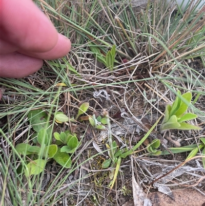 Erigeron sumatrensis (Tall Fleabane) at Rendezvous Creek, ACT - 15 Nov 2024 by JamesVandersteen