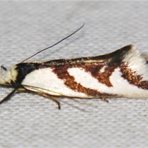 Ocystola paulinella at Bolivia, NSW - suppressed