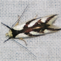 Ocystola paulinella at Bolivia, NSW - suppressed