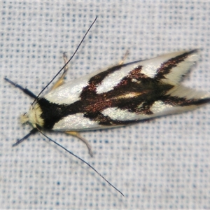 Ocystola paulinella at Bolivia, NSW - suppressed