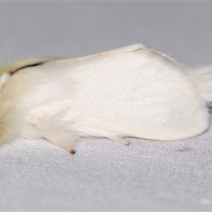 Trichiocercus sparshalli at Bolivia, NSW - suppressed