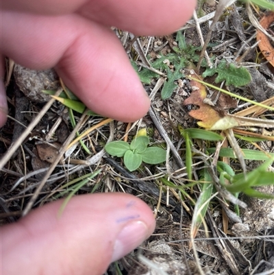 Centaurium erythraea (Common Centaury) at Rendezvous Creek, ACT - 15 Nov 2024 by JamesVandersteen