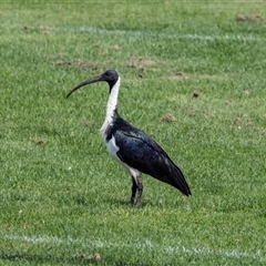 Threskiornis spinicollis (Straw-necked Ibis) at Hawker, ACT - 13 Apr 2025 by AlisonMilton