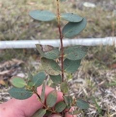 Eucalyptus stellulata (Black Sally) at Rendezvous Creek, ACT - 15 Nov 2024 by JamesVandersteen