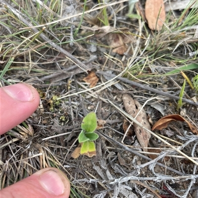 Solenogyne gunnii (Solengyne) at Rendezvous Creek, ACT - 15 Nov 2024 by JamesVandersteen
