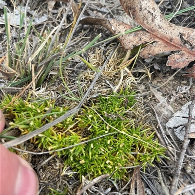 Scleranthus biflorus (Twin-flower Knawel) at Rendezvous Creek, ACT - 15 Nov 2024 by JamesVandersteen